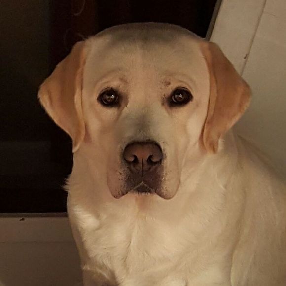 Meet your Posher, Donna - Picture 1 of 1